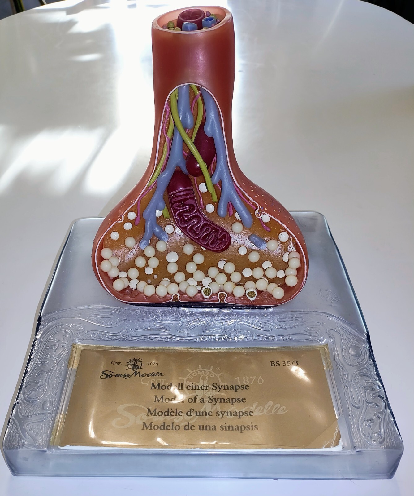 Synapse Model Synaptic Nerve Teaching Denoyer-Geppert Germany